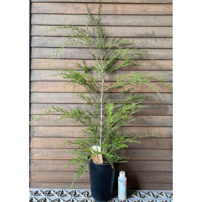バーケア リニフォリア （ベッケア リニフォリア） 5寸鉢植え : 日本