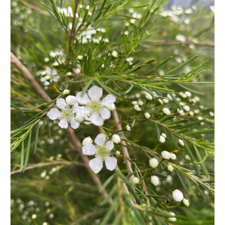バーケア リニフォリア （ベッケア リニフォリア） 5寸鉢植え : 日本
