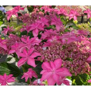 紫陽花 桜花乱舞、（アジサイ）：紫陽花 （種苗登録品種） : 日本花卉