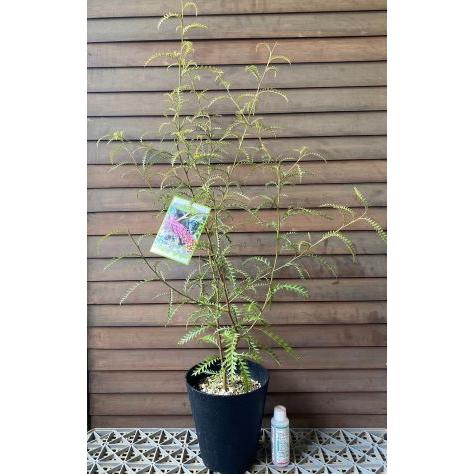 グレビレア プーリンダ ピーター （6寸鉢植え 大株！） : 日本花卉
