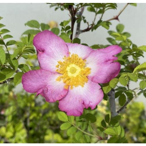 新品種！ 箱根サンショウバラ 日輪 （箱根山椒薔薇） 濃い花色の覆輪花