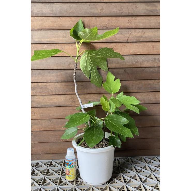 イチジク苗 いちじくの木 ネグローネ（イチジク）：果樹苗 6寸鉢植え
