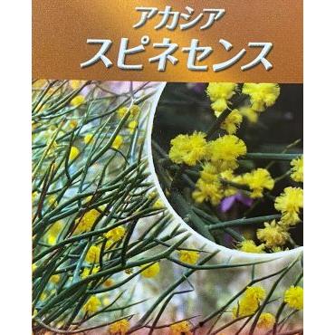 アカシア スピニーワトル（スピネセンス） 5寸鉢植え : z-1084675 