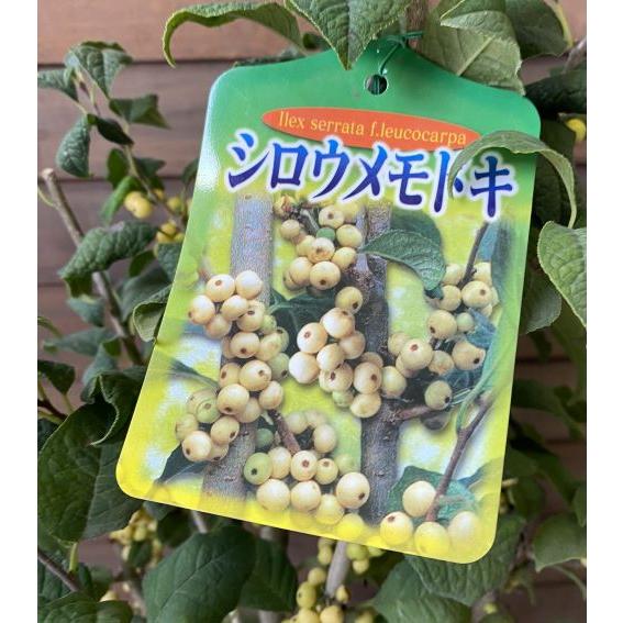 白実 ウメモドキ 6寸鉢植え シロウメモドキ : 日本花卉ガーデン