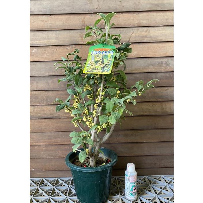 白実 ウメモドキ 6寸鉢植え シロウメモドキ : 日本花卉ガーデン