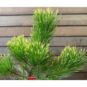 黄金黒松 （オウゴンクロマツ） 6寸鉢植え : 日本花卉ガーデン