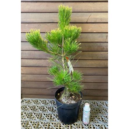 黄金黒松 （オウゴンクロマツ） 6寸鉢植え : 日本花卉ガーデン