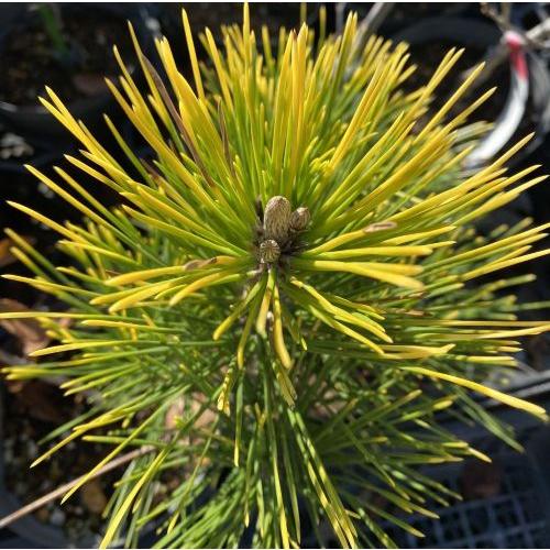 黄金黒松 （オウゴンクロマツ） 6寸鉢植え : 日本花卉ガーデン