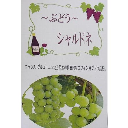 ぶどうの木 ぶどうの苗木 ブドウ苗木 葡萄の木 シャルドネ （ブドウ