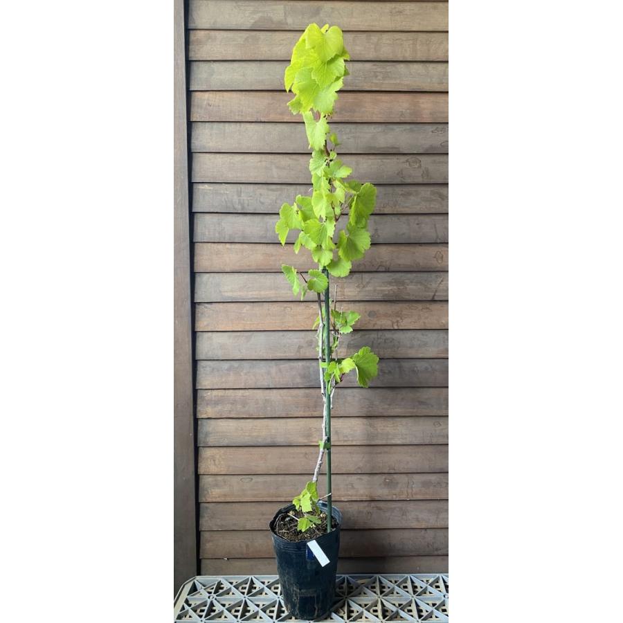 ぶどうの木 ぶどうの苗木 ブドウ苗木 葡萄の木 シャルドネ （ブドウ