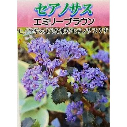 カリフォルニアライラック（セアノサス）苗 4寸ポット植え エミリー