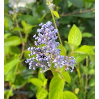 カリフォルニアライラック（半耐寒性セアノサス）苗 ベルサイユ 青花系
