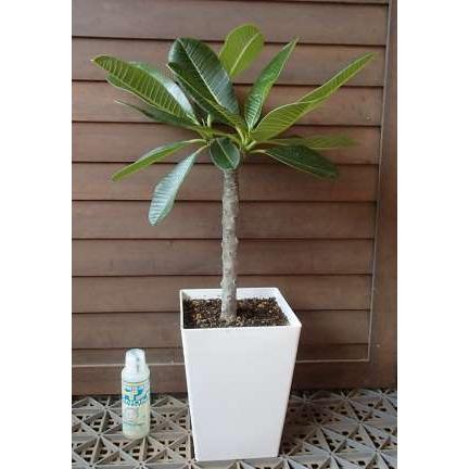 プルメリア（オブツサ、シンガポールホワイト） 6号スクエア