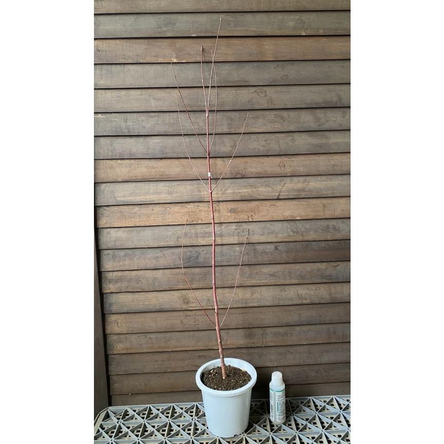 桂の木 5寸鉢植え （カツラノキ） : 日本花卉ガーデンセンターYahoo
