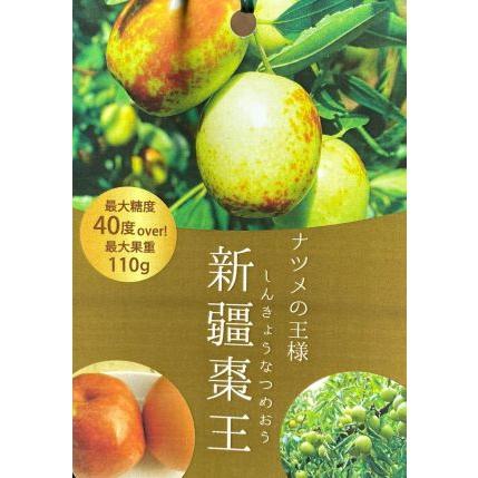 超巨大棗 新疆棗王 （ナツメ） 4寸ロングポット植え ：果樹苗