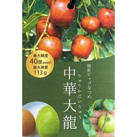 最新の超巨大棗 中華大龍 （ナツメ） 4寸ロングポット植え ：果樹苗