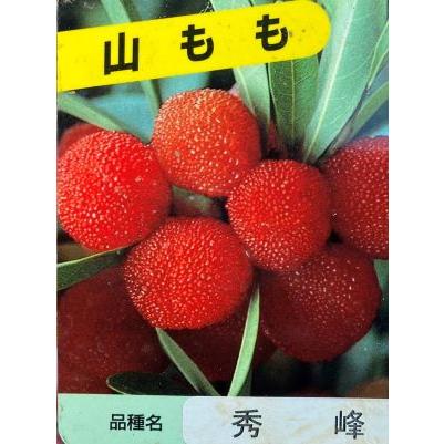 山桃果樹苗木接木 ヤマモモ 秀峰 メス苗2本セット ヤマモモ 苗木 果樹