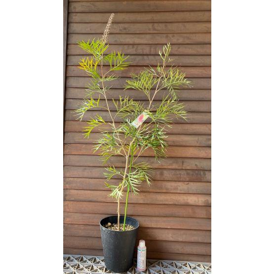 グレビレア スパーブ 6寸鉢植え 大株 : 日本花卉ガーデンセンターYahoo