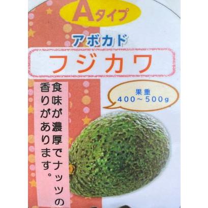アボカド 若木 約　90センチ Amazon.co.jp: Bylion アボカドツリー栽培キット - シード