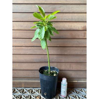 アボカド フジカワ （Aタイプ） 接ぎ木1年生 4寸ポット植え：熱帯果樹