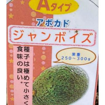 アボカド　ジャンボイズ　（Aタイプ）　接ぎ木1年生　4寸ポット植え：熱帯果樹苗　＊A・Bタイプ両方を植えてください！ | 