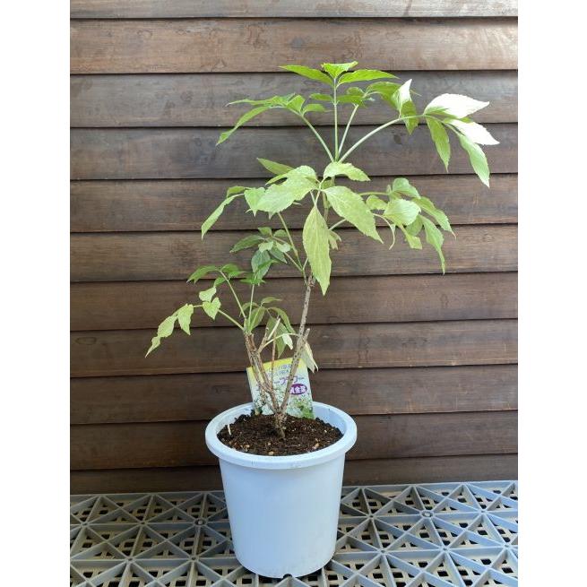 エルダーベリー 黄金葉 5寸鉢植え：果樹苗 エルダーフラワー : 日本