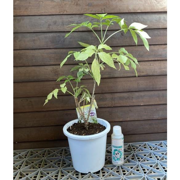 エルダーベリー 黄金葉 5寸鉢植え：果樹苗 エルダーフラワー : 日本