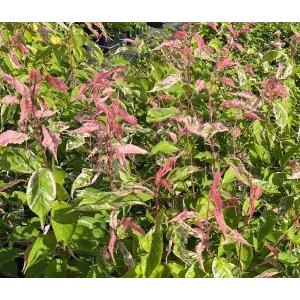 桜の木 桜の苗木 桜の花 吉田錦 斑入り山桜：ヤマザクラ（桜） 苗木