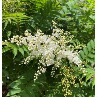 ニワナナカマド（珍至梅）6寸鉢植え チンシバイ : 日本花卉ガーデン