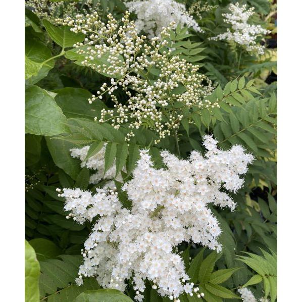 ニワナナカマド（珍至梅）6寸鉢植え チンシバイ : 日本花卉ガーデン