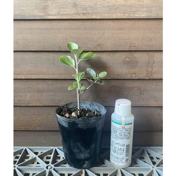 シマグミ（マルバアキグミ）：果樹苗 赤実のマルバアキグミ 丸葉秋グミ