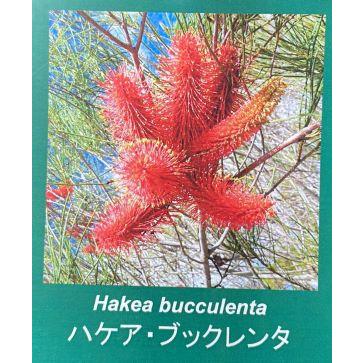 ハケア ブックレンタ（５寸鉢植え） : z-1084774 : 日本花卉ガーデン