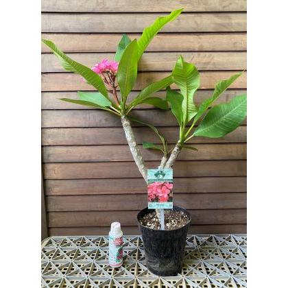 プルメリア　花芽付き発根　鉢植え 花芽付き プルメリア（メッシーナ） 5号鉢 : 日本花卉ガーデンセンター