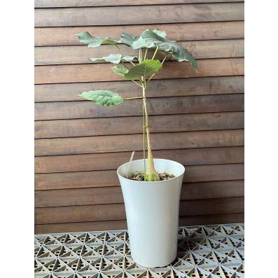 フィカス ペティオラリス 7寸鉢植え : 日本花卉ガーデンセンターYahoo