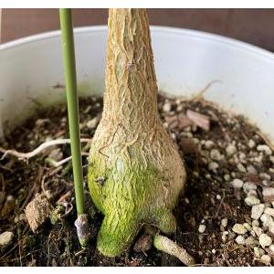 フィカス ペティオラリス 7寸鉢植え : 日本花卉ガーデンセンターYahoo
