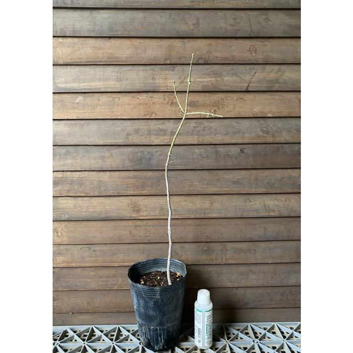 マユミ 白実 5寸ポット植え 苗 苗木 樹形が暴れている場合があります