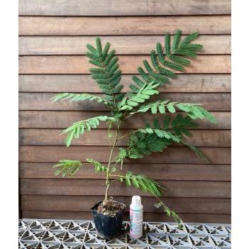 ネムの木（白花） 日本産 在来種 3寸ポット植え 挿し木 シロバナ