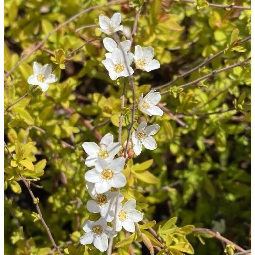 オウゴンユキヤナギ（黄金雪柳） 6寸ポット植え 苗 苗木 : 日本花卉