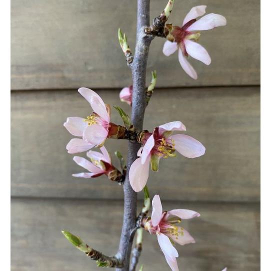 アーモンド マルコナ （接ぎ木苗） ：果樹苗 苗 苗木 : 日本花卉