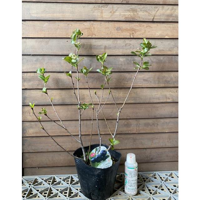 アロニア ネロ(ブラックチョコベリー)果樹苗木　希少ベリーの木 宅急便 アロニア ネロ(ブラックチョコベリー)果樹苗木 希少ベリーの木