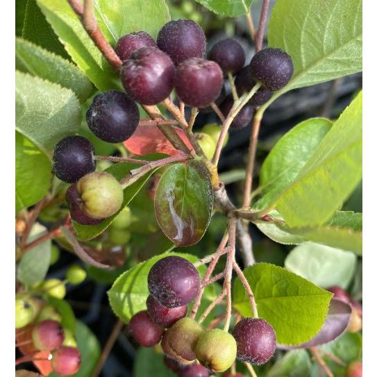 大実アロニア ネロ 大実チョコレートベリー 5寸ポット植え （大