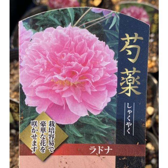 芍薬（シャクヤク） ラドナ : 日本花卉ガーデンセンターYahoo!店