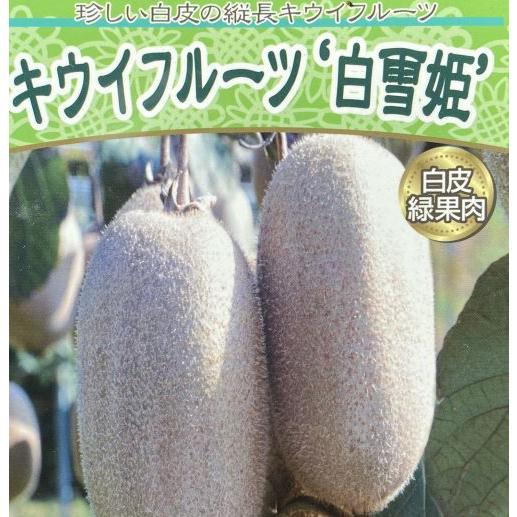 キウイフルーツ：白雪姫 （メス木）：果樹苗 白皮キウイ（緑果肉