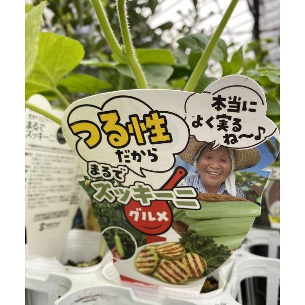4月上旬以降発送予定 つる性ズッキーニ 緑タイプ 2ポットセット 野菜