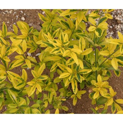 雲南黄梅 黄覆輪斑葉 （ウンナンオウバイ） 3寸ポット植え 苗 苗木