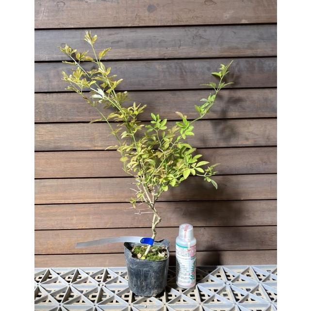雲南黄梅 黄覆輪斑葉 （ウンナンオウバイ） 3寸ポット植え 苗 苗木