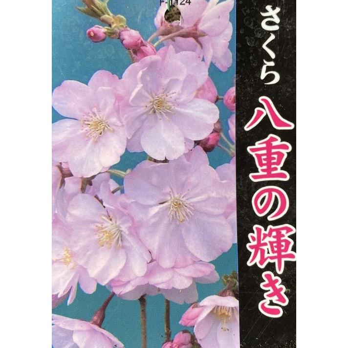 桜 八重の輝き 5寸鉢植え 盆栽 鉢植え 雲竜枝垂れ桜 桜の鉢植え