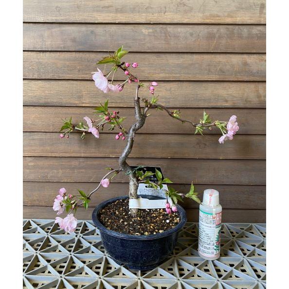 桜 八重の輝き 5寸鉢植え 盆栽 鉢植え 雲竜枝垂れ桜 桜の鉢植え
