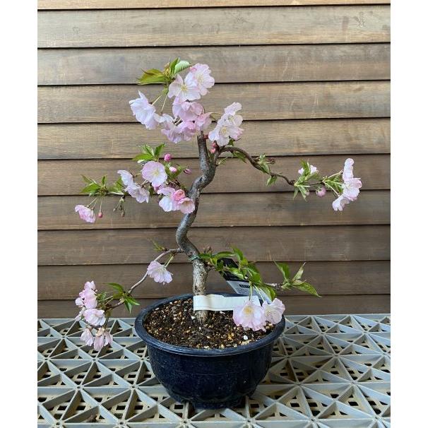 桜 八重の輝き 5寸鉢植え 盆栽 鉢植え 雲竜枝垂れ桜 桜の鉢植え