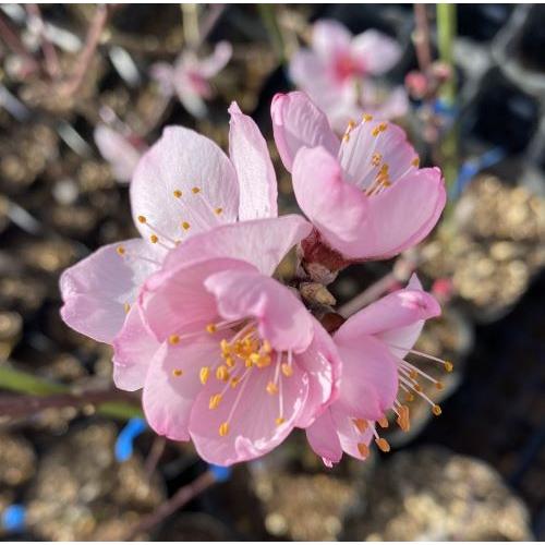 5寸鉢植え アーモンド（接ぎ木苗） ：果樹苗 苗 苗木 : 日本花卉